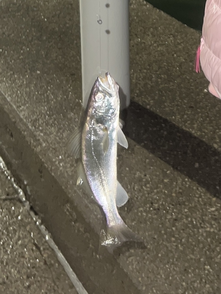 Sand Seatrout
