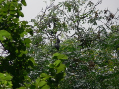 Pteropus seychellensis seychellensis