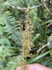 Cyperaceae