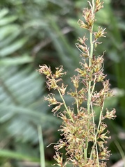 Cyperaceae
