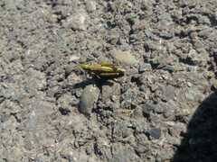 Chorthippus fallax fallax