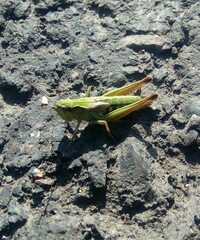 Chorthippus fallax fallax