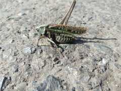 Decticus verrucivorus