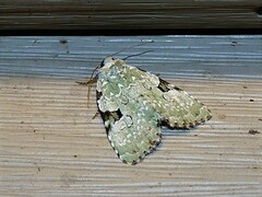 Leuconycta diphteroides