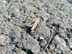 Chorthippus karelini