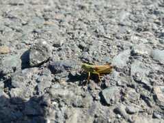 Chorthippus fallax fallax