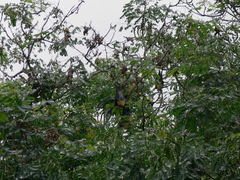 Pteropus seychellensis seychellensis