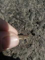 Chorthippus fallax fallax