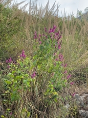 Salvia purpurea