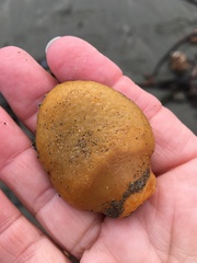 Aplidium californicum