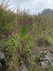 Salvia purpurea
