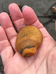 Aplidium californicum