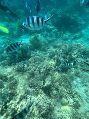 Abudefduf sexfasciatus