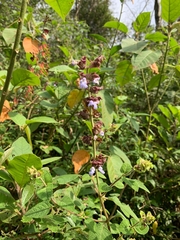 Salvia mocinoi