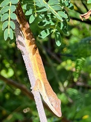 Anolis pulchellus