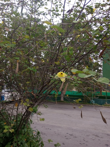 Image of Bauhinia tomentosa by (c) Chandu Bandi, some rights reserved (CC BY)