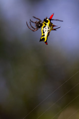 Gasteracantha westringi