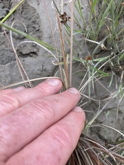 Carex buchananii