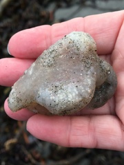 Aplidium californicum