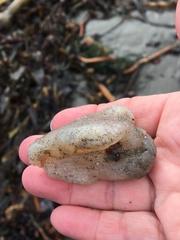Aplidium californicum