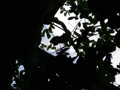 Pteropus seychellensis seychellensis