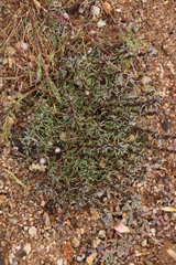 Ifloga polycnemoides