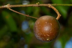 Melodinus phylliraeoides