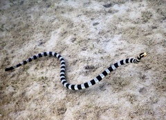 Laticauda saintgironsi