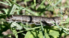 Proserpinus terlooii