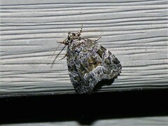 Protodeltote muscosula