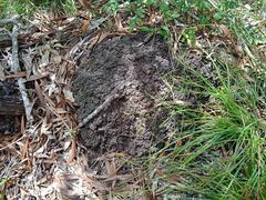 Microcerotermes novaecaledoniae