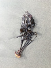 Laminaria setchellii