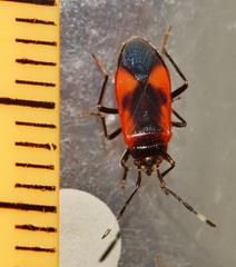 Delacampius lateralis