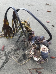 Laminaria setchellii