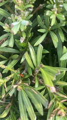 Coccinellinae