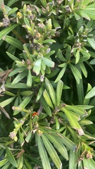 Coccinellinae