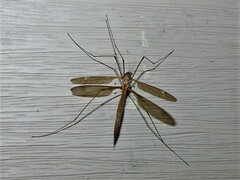 Tipula oleracea
