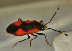 Delacampius lateralis