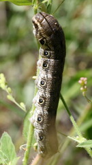 Proserpinus terlooii