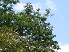 Pteropus seychellensis seychellensis