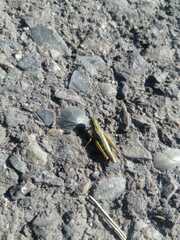 Chorthippus fallax fallax