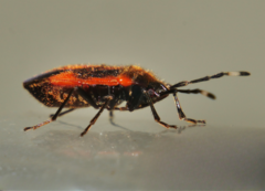 Delacampius lateralis