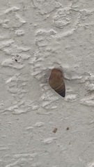 Bulimulus guadalupensis