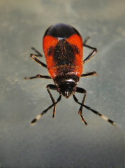 Delacampius lateralis