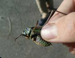 Decticus verrucivorus