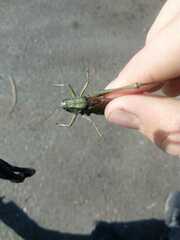 Decticus verrucivorus