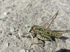 Decticus verrucivorus