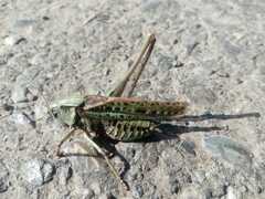 Decticus verrucivorus