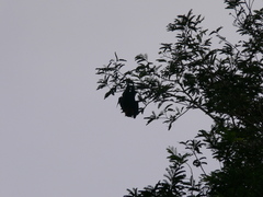 Pteropus seychellensis seychellensis