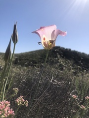 Calochortus venustus